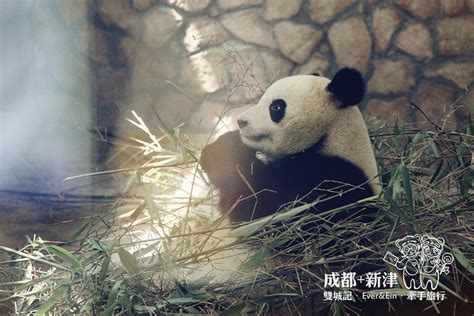 原来大熊猫在东北是这样过冬的，网友感叹：不愧是国宝！ | 北晚新视觉