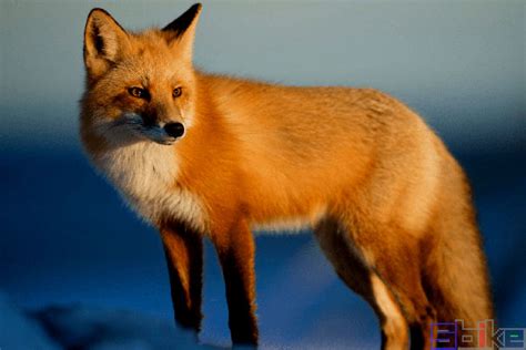 火狐浏览器用的什么内核-Firefox的内核详细介绍-插件之家