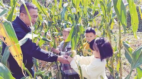 在人间｜国庆回村掰玉米：4个月5亩地，父亲挣了3850元_凤凰网资讯_凤凰网