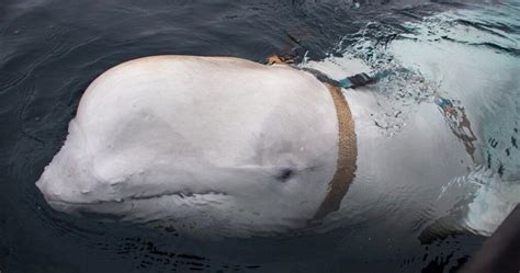 Harness-wearing whale ‘trained by Russian military,’ researchers say ...