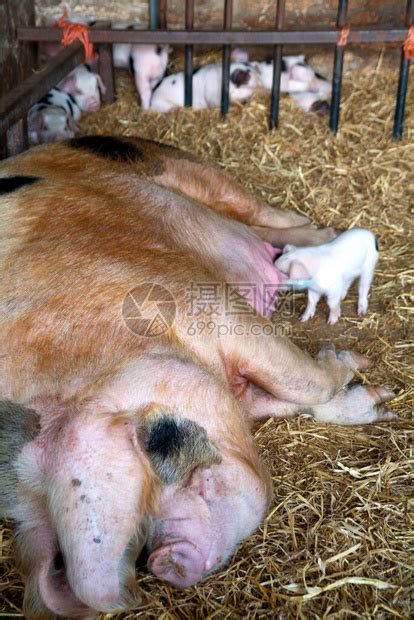 一群怀孕的母猪躺在谷仓里的新鲜干草上怀孕的家养母猪正在农村生物动农场等高清图片下载-正版图片506036592-摄图网