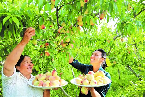 温宿县农民在桃园中开设农家乐-天山网 - 新疆新闻门户