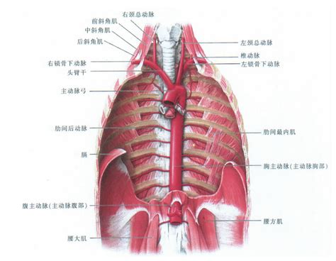 人体胸腔纵隔解剖-英文