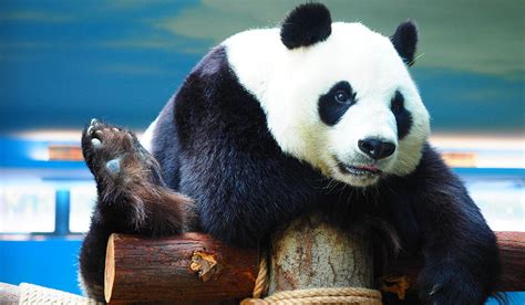 2024武汉动物园游玩攻略,这个动物园的一大特色就是景...【去哪儿攻略】