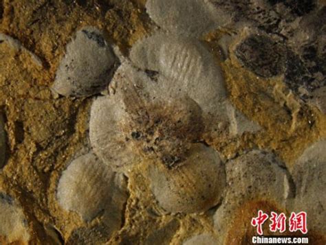 【中国新闻网】中外科学家发现侏罗纪早期“南京花” 为迄今最古老花朵----中国科学院