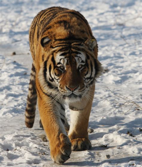世界上最凶猛的老虎是什么老虎-百度经验