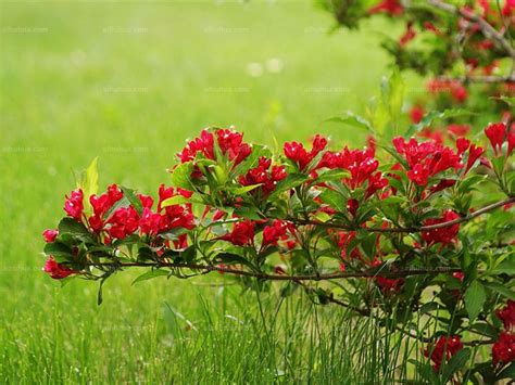 红王子锦带图片_植物风景的红王子锦带图片大全 - 花卉网