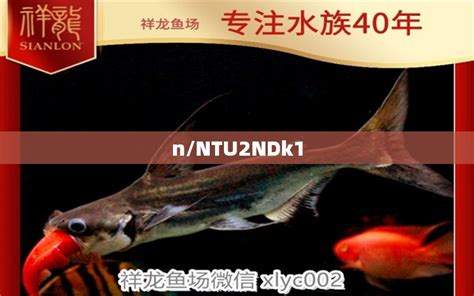 中国最大的海水观赏鱼批发市场（全国最大的海水观赏鱼批发在哪） - 广州龙鱼批发市场 - 广州观赏鱼批发市场