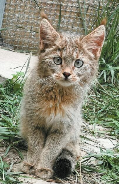 西宁野生动物园救护国家一级保护野生动物荒漠猫幼崽