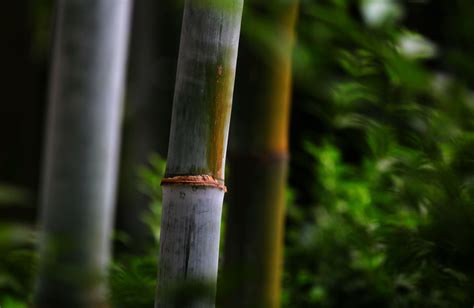 【竹子摄影图片】生态摄影_溯愿_太平洋电脑网摄影部落