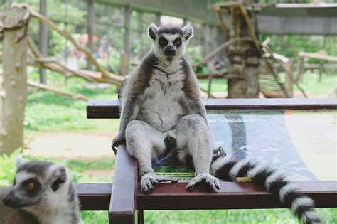 2022富国岛SAFARI野生动物园游玩攻略,入住珍珠度假村的客人可以享...【去哪儿攻略】