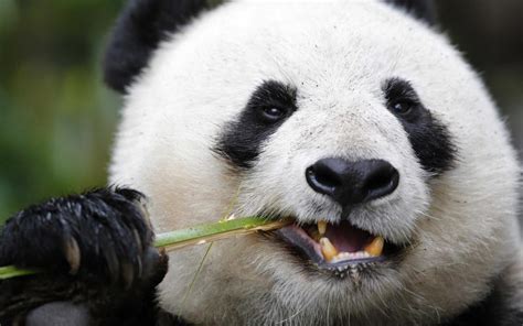 熊猫吃竹子高清图片下载_红动中国