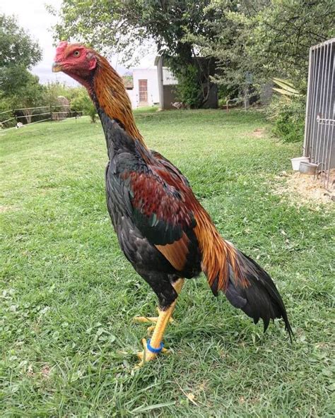 Shamo Chicken Breed – Everything You Need to Know