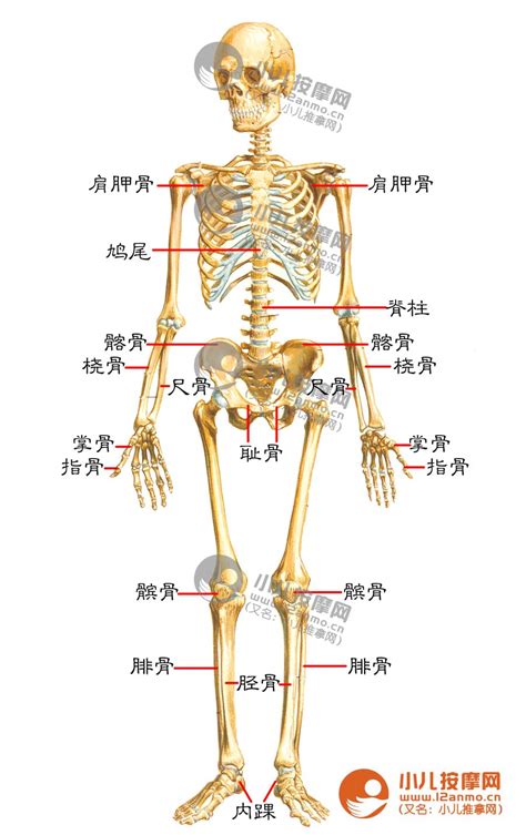 人体骨骼图片素材免费下载 - 觅知网