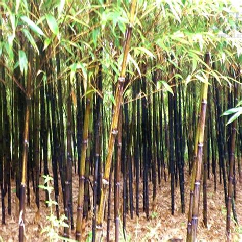 园林支撑用竹梢 菜架竹 农用竹竿 搭架毛竹 建筑用脚手片批发-阿里巴巴