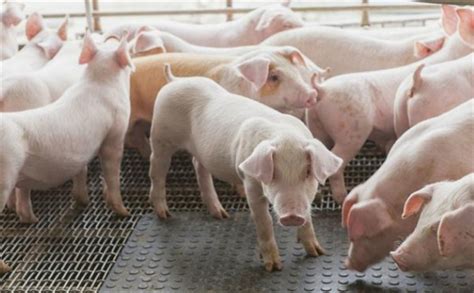 猪养殖-北京益农饲料中心