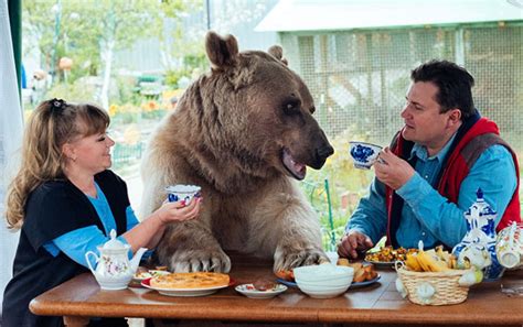真熊抱！俄大棕熊与主人相拥共赏窗外风景_博览_环球网