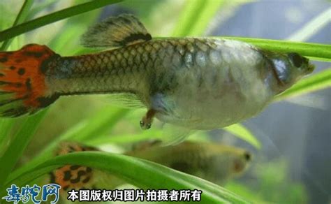 孔雀鱼生小鱼前兆图解_动物百科_毒蛇网