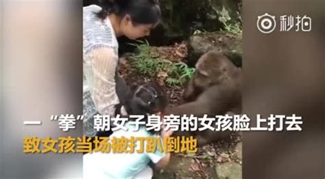 视频：猴子被家长喂食时遭戏弄 一拳打趴身旁女童报复_手机新浪网