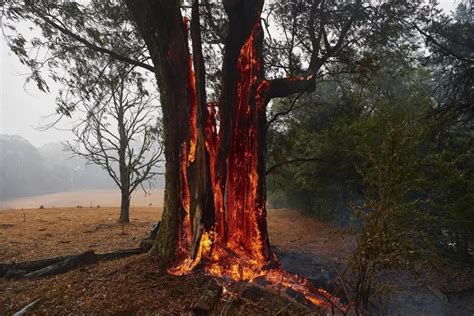 走向失控的四个月：澳洲大火缘何肆虐？一个恶性循环的过程-国际环保在线