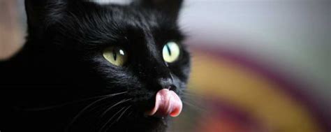 黑猫品种大全大图,纯黑猫的品种,名贵黑猫(第2页)_大山谷图库
