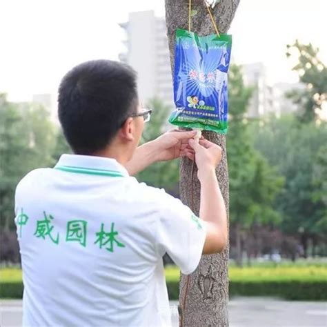给树打针浇水，挥汗体验“绿化人”_生态频道_新闻中心_长江网_cjn.cn