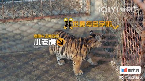 五哈团认养老虎，鹿晗、王勉的小老虎被起名“五哈”……