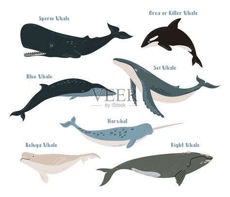 向量集合不同类型的鲸鱼:蓝色，逆戟鲸，虎鲸，抹香鲸，sei，右，白鲸和独角鲸。白色背景上的海洋生物插图插画图片素材_ID:407266326 ...