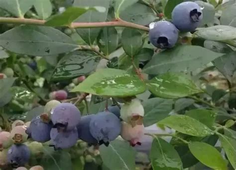 重庆南川：万亩蓝莓迎丰收