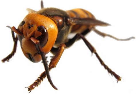 马蜂种类名称及图片大全 - 胡蜂 - 酷蜜蜂