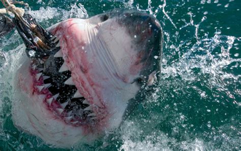 体型庞大的大白鲨高清图片下载-正版图片600352025-摄图网