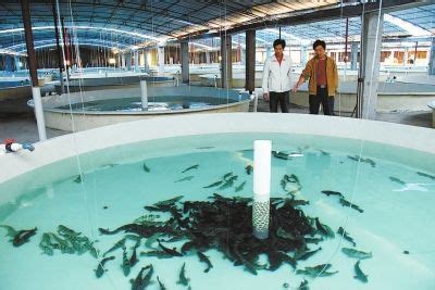 高档水产市场鱼类资源水产养殖ppt模板下载_红动中国