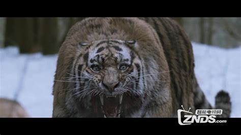 《大虎》-高清电影-完整版在线观看