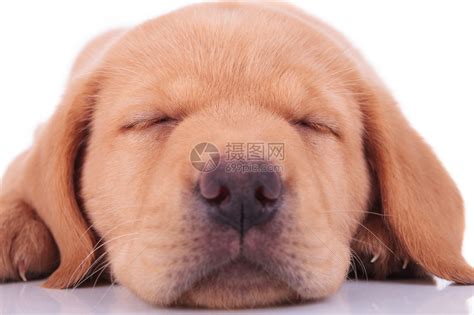 金色采金器的沉睡小狗毯子动物群说谎犬种小动物幼兽幼崽睡眠内饰猎犬高清图片下载-正版图片320546614-摄图网