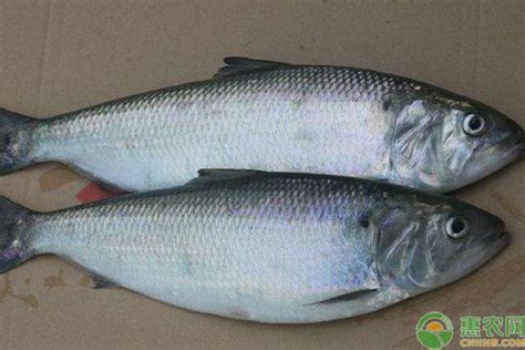 十大最贵淡水鱼的品种及产地介绍 - 惠农网