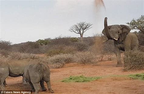 野生大象靠近汽车，游客惊慌逃跑，专家称它不好斗只是好奇_宠界新闻