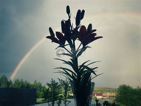 花瓶中百合花的月光透过灰色天空和彩虹高清图片下载-正版图片506661649-摄图网