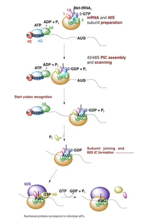 与延伸起始因子4E结合的肽和化合物的制作方法