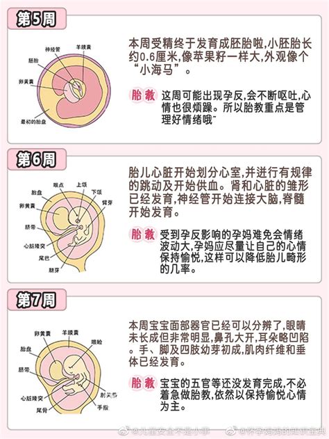 1-40周胎儿发育过程（上）！