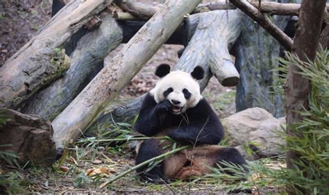 云南野生动物园熊猫原创图片_云南野生动物园熊猫正版素材_红动中国