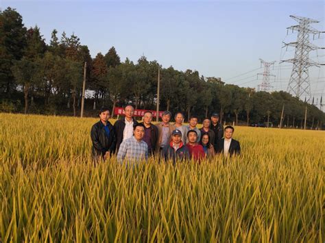 南农水稻栽培再创高产记录