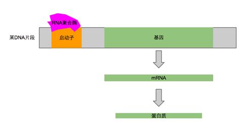 一种含WSB1基因启动子和报告基因的重组质粒及其构建方法和应用与流程
