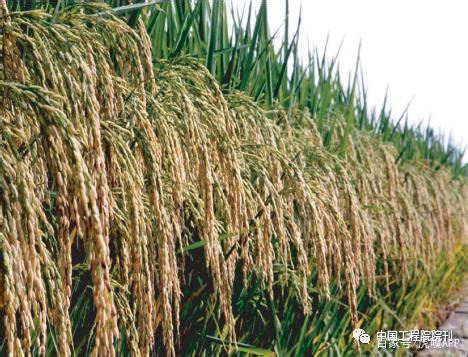 二系杂交稻与三系杂交稻有什么区别？ - 农业种植网
