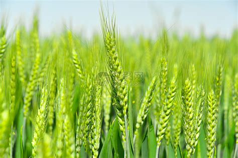 三四月份农村蓝天下的小麦苗麦穗高清图片下载-正版图片501596590-摄图网