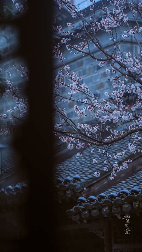 “小楼一夜听春雨，深巷明朝卖杏花。” 图.摄影师