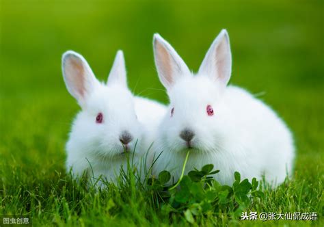 兔的意思,兔的解释,兔的拼音,兔的部首,兔的笔顺-汉语国学