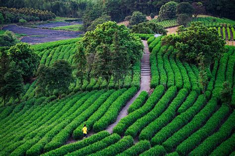 白天户外山上茶园的茶叶在生长摄影图配图高清摄影大图-千库网