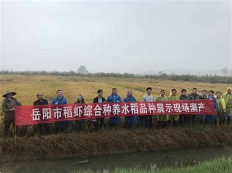岳阳市农业综合技术推广站开展稻虾综合种养水稻品种展示现场测产