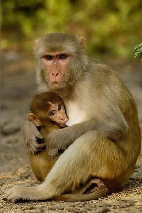 [图文] ****** 世界上最珍贵稀有的10大猴子物种 ****** [推荐] - 科学探索 - 华声论坛