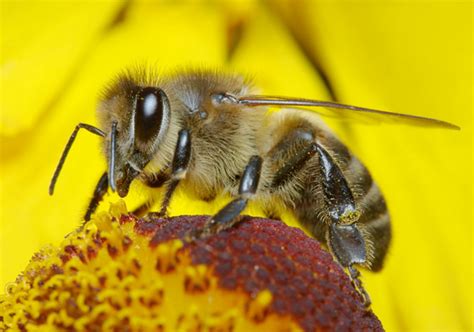 蜜蜂的品质和精神（我们要学小蜜蜂什么精神） – 碳资讯